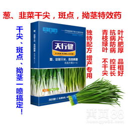 大葱干尖的原因大揭秘