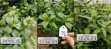 柑橘一保与二保使用芸苔素，间隔多长时间进行下一次喷施？