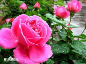 月季与玫瑰， 姊妹花的传奇