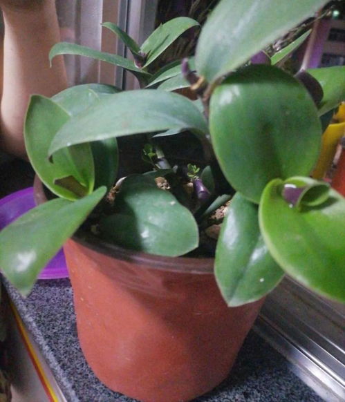 玻璃翠修剪：核心关键词