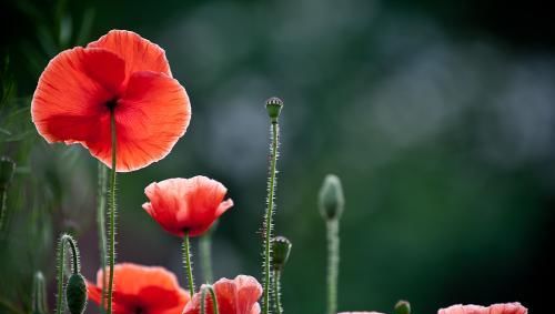认花必备小贴士
