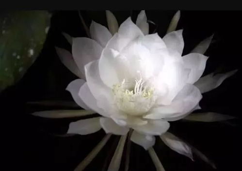 养殖业新宠：掌握假昙花的开花时机，提升畜牧效益！
