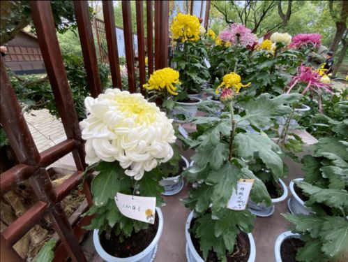 菊花的世界， 缤纷多彩