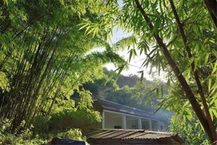 竹林深处，阳光斑驳