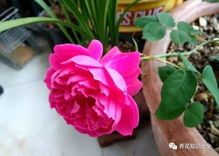 月季花施肥后如何让花朵更大更饱满