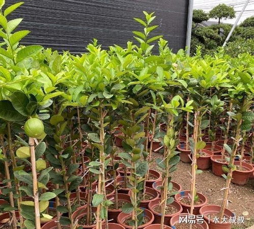 柠檬花如何正确种植和养护，有哪些具体的养殖方法