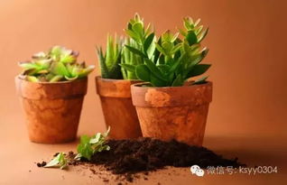 大型盆栽植物是指栽种在盆中，体积较大