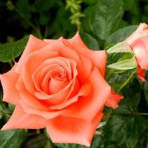 黎明月季花语大揭秘