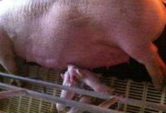 母猪瘦弱综合征的病因及治疗方法有哪些？