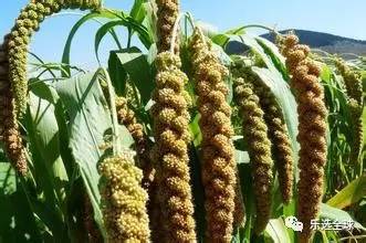 莲子营养丰富， 但与农药残留无关