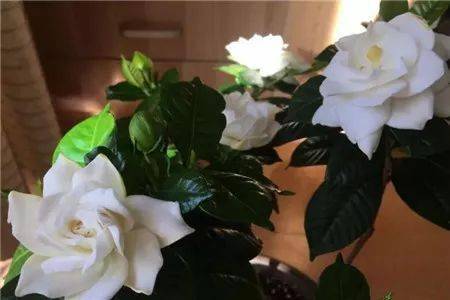 夏天乱浇水，月季多肉浇一盆死一盆，原因揭秘！