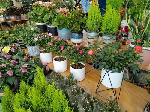 三五一一花卉市场：历史的印记