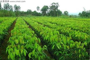 应选择质量上乘、 颗粒饱满、贮存方法科学的橡胶树种子