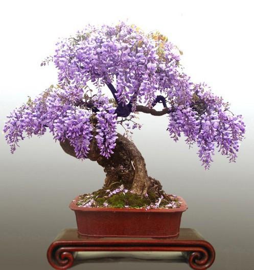 繁殖技巧，你掌握了吗？