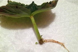 栽根苗嫩否成功发芽