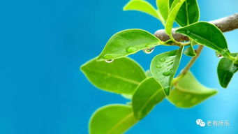 一、 施肥前，你得先学会kan花脸色