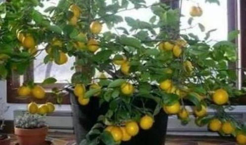 自然授粉的重要性