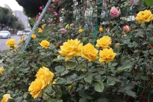 2021年红从容一年生月季的价格探秘