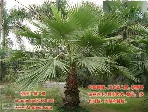 合果芋：耐阴装饰佳品， 室内外皆宜