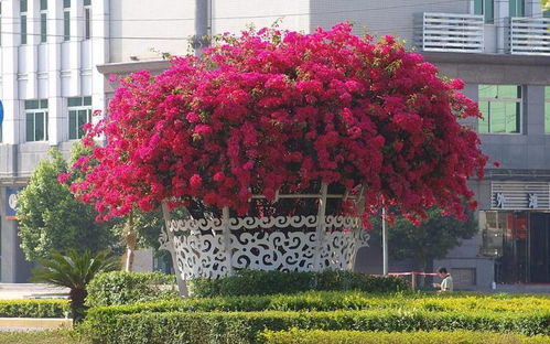 三角梅不开花？可能是施肥不当或光照不足