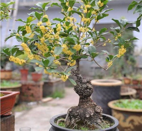 秋天盆栽桂花如何浇水？浇水量和频率有讲究吗