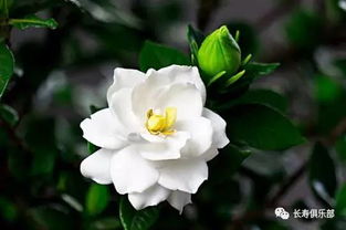 牡丹花是哪个城市的市花？洛阳的骄傲