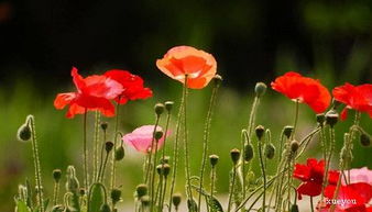 虞美人：美丽的红云朵朵