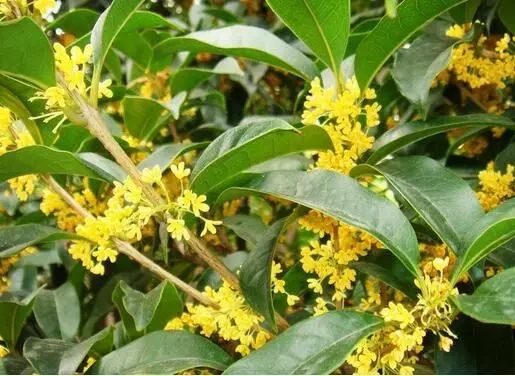 桂花一年开几次？看完这篇你就懂了