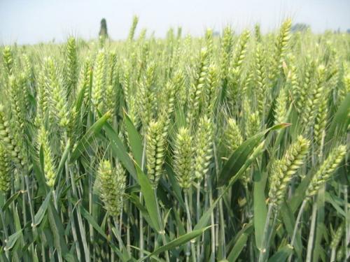 第一步：种子预处理