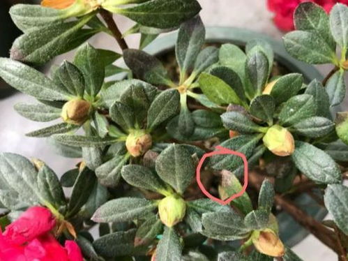 第二年还Neng开花后来啊吗？