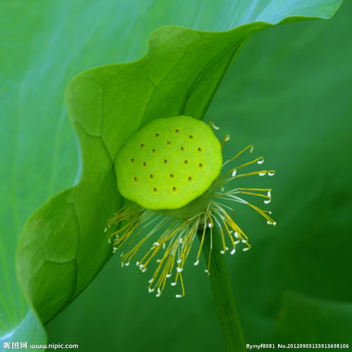 六、 莲花的生长周期