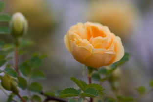 月季花和蔷薇花，究竟有何不同？