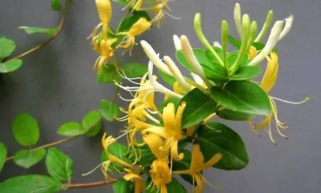 龙吐珠花图片+养殖方法，新手也能养爆盆