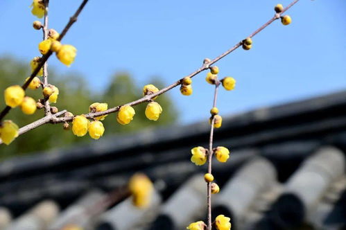 腊梅花的泡水饮用