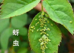 三、1. 杀虫剂，一喷了之！