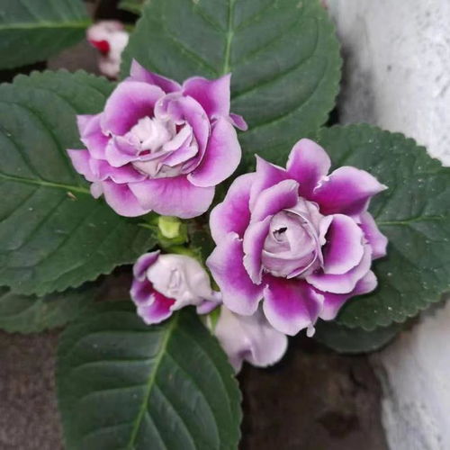 室内植物浇水频率是多久一次？如何判断是否需要浇水