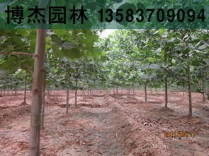 法桐行道树衰枯现象，需查明原因以制定解决方案