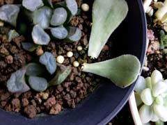 海豹多肉植物特点