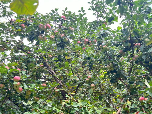 农药的种类， 不同的危害