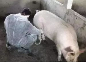 母猪是否怀孕？观察其食欲变化
