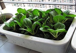 生姜种植：浸泡一日阳台即可