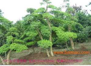 小叶女贞球的价格揭秘：规格与品质的较量