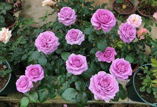 金丝雀月季，可爱的小精灵