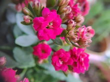 花多多1号：均衡生长型肥料全解析