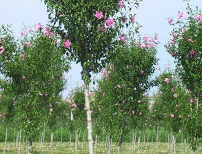 种植多样， 品种丰富