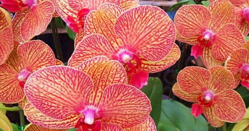 蝴蝶兰的“胃口”要伺候好