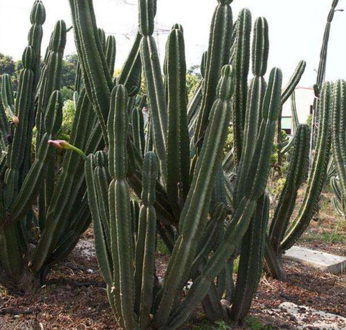 量天尺养护技巧+风水摆放指南