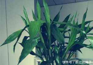 水培花卉叶子发黄是什么原因导致的