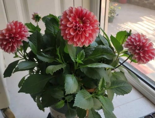 大丽花的魅力：巨型大丽花品种推荐