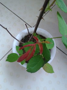 玫瑰花叶子为什么会变红？